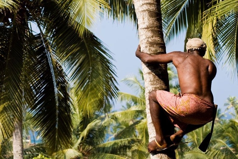 Coconut Harvesting Coconut Harvesting