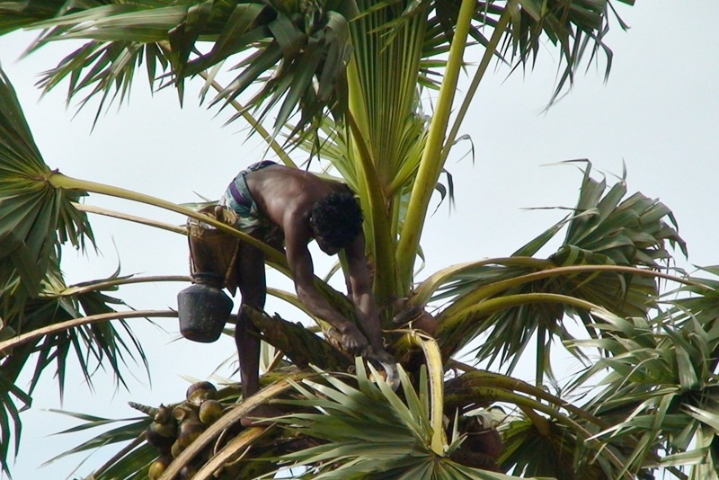 Toddy Tapping