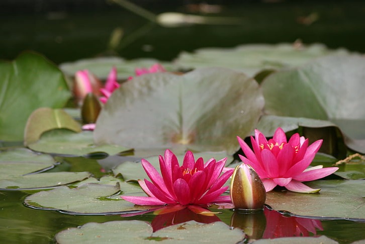 Blooming Water Lily