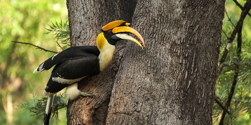 Bird Watching in Kerala - Rekindle Your Love for Nature!