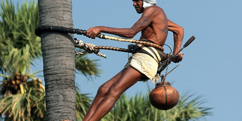 Toddy Tapping - Watch the courageous men of Kerala in action!