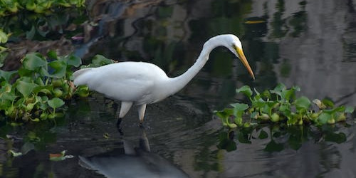 Why the Kumarakom Backwaters is called the bird watchers’ paradise? 